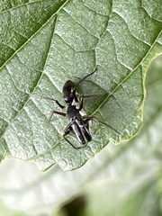 Myrmarachne japonica