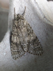 Acronicta rubricoma