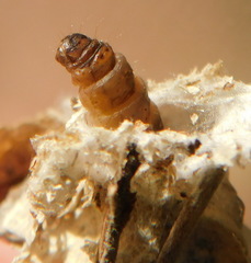 Psychidae