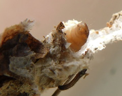 Psychidae