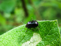 Phratora purpurea