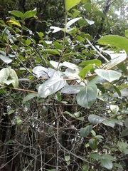 Viburnum triphyllum