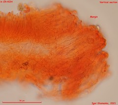 Orbilia phragmotricha