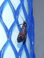 Adela caeruleella