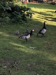 Branta leucopsis