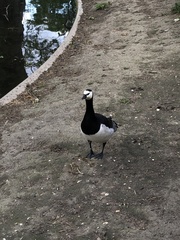 Branta leucopsis