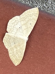 Scopula nigropunctata