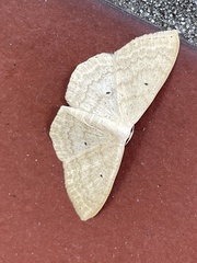 Scopula nigropunctata