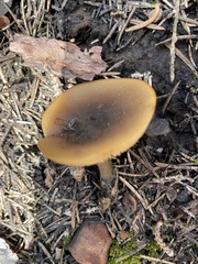 Clitocybe glacialis