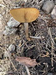 Clitocybe glacialis