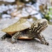 American Mud and Musk Turtles - Photo (c) jamjamone, some rights reserved (CC BY-NC), uploaded by jamjamone