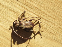 Lagocheirus obsoletus