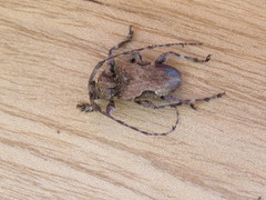 Lagocheirus obsoletus