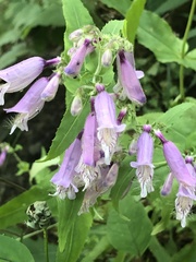 Penstemon smallii