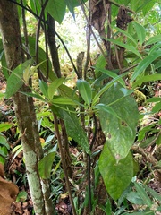 Medinilla medinilliana