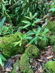 Medinilla medinilliana