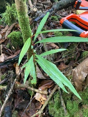 Medinilla medinilliana