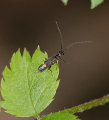 Malthodes marginatus