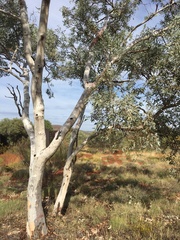 Eucalyptus leucophloia