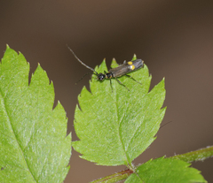 Malthodes marginatus