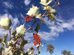 Grevillea wickhamii