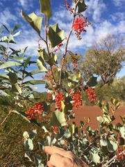 Grevillea wickhamii