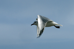 Chroicocephalus ridibundus
