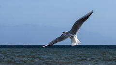 Chroicocephalus ridibundus