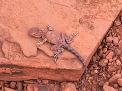 Ctenophorus caudicinctus