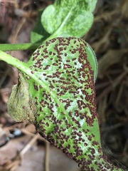 Puccinia vincae