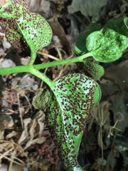 Puccinia vincae