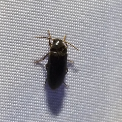 Hymenorus
