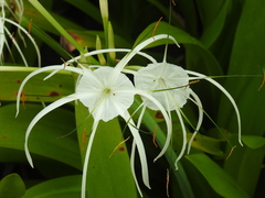 Hymenocallis speciosa