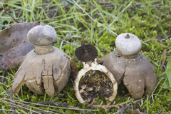 Geastrum meridionale