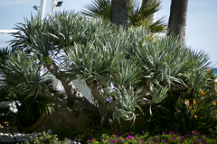 Dracaena draco