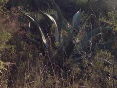 Agave mapisaga