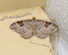 Xanthorhoe pontiaria