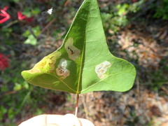 Leucoptera erythrinella