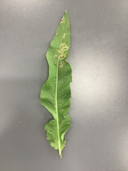 Rumex crispus