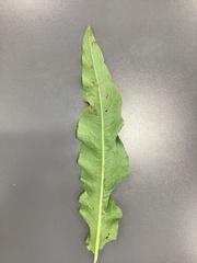 Rumex crispus