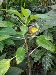 Impatiens niamniamensis