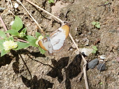 Mestra hersilia apicalis