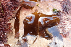 Laminaria setchellii