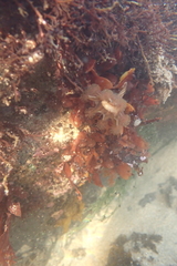 Haliclystus sanjuanensis