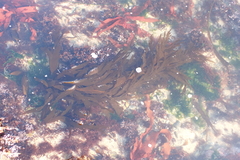 Desmarestia ligulata