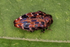 Brachys ovatus