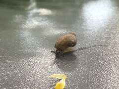Helicina