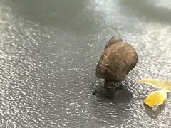 Helicina