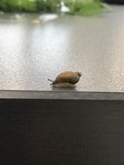 Helicina