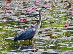 Ardea herodias
